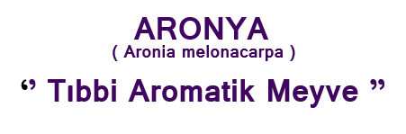 Aronya, Aronia melanocarpa, tıbbi aromatik meyve